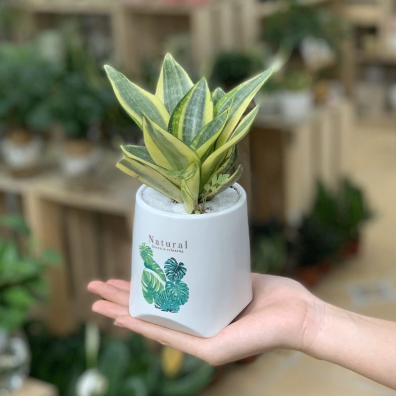 Cây lưỡi hổ phong thủy - cây lưỡi hổ để trong nhà có tốt không