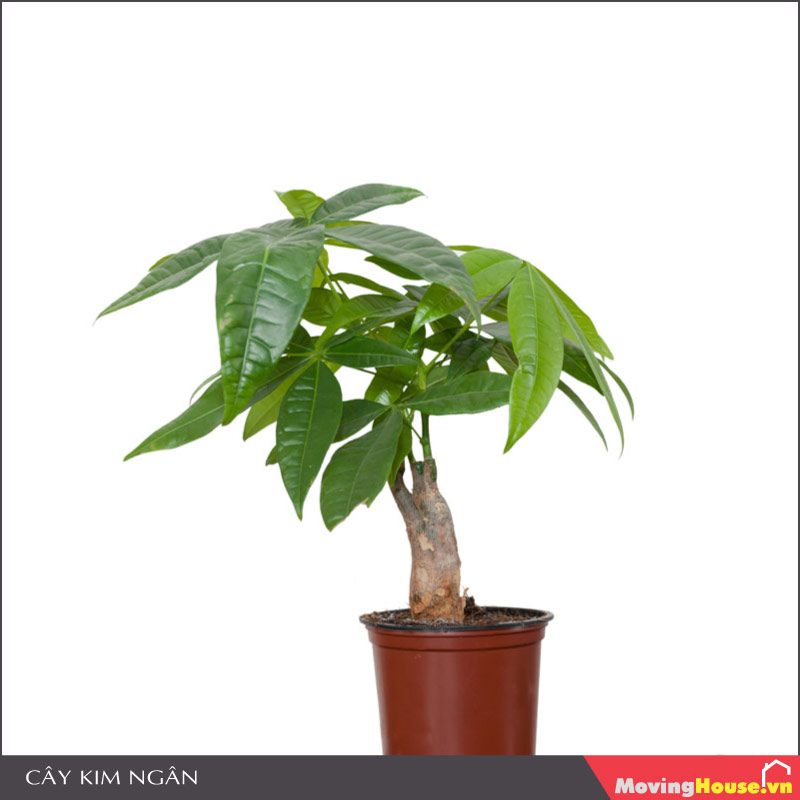 Cây Kim Ngân trồng trong nhà không cần ánh sáng