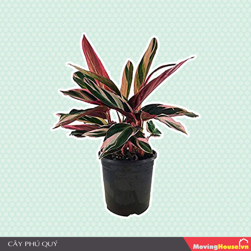 Cây Phú Quý - cây kiểng trong nhà