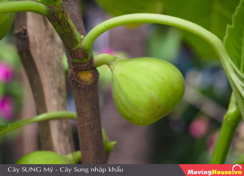 Cây Sung Mỹ - Cây Sung nhập khẩu