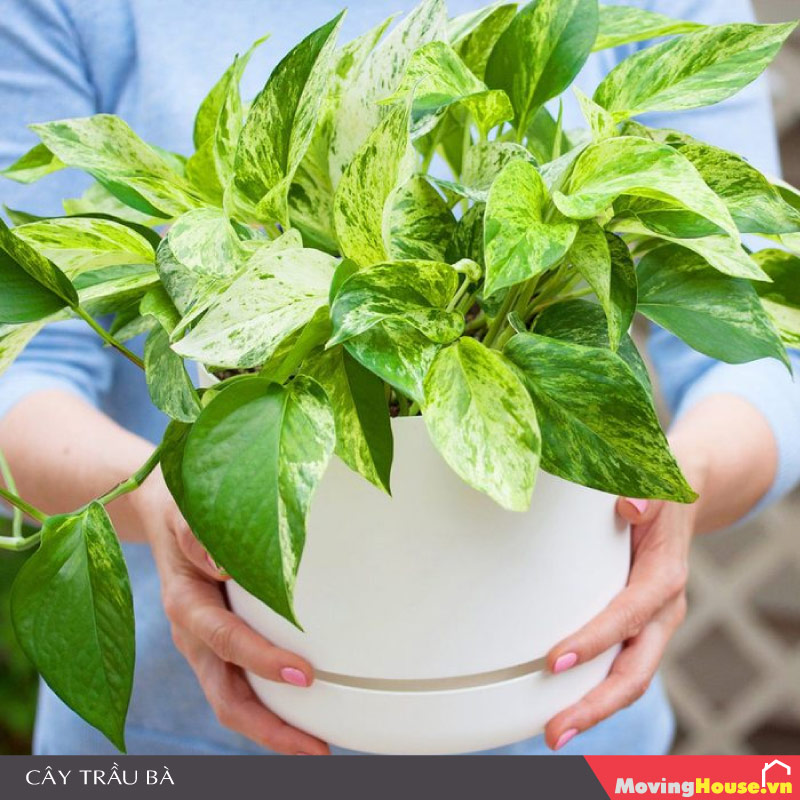 Cây trầu bà vàng trồng trong nhà không cần tưới nước