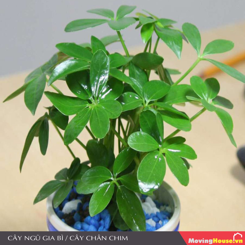 Cây trồng trong nhà cần ít ánh sáng - Cây Ngũ Gia Bì