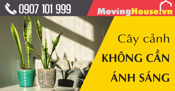 Cây trồng trong nhà không cần ánh sáng nhiều