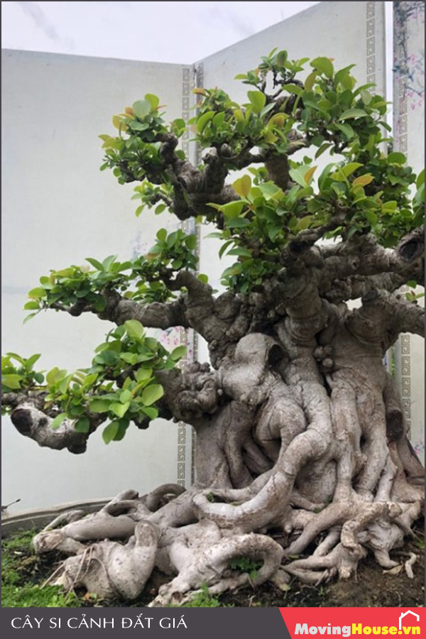 Có nên trồng cây Si trước nhà không