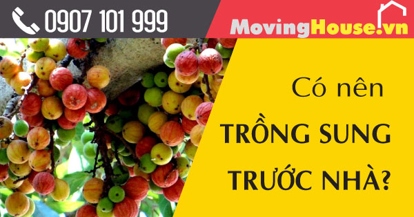 Có nên trồng cây Sung trước nhà không?