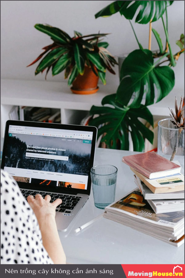 Cây hoa trồng trong nhà không cần nhiều ánh sáng