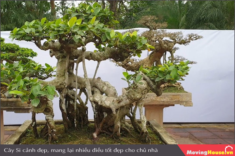 Giá cây si cảnh phong thủy trong nhà