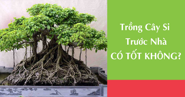 Trồng cây Si trước nhà có tốt không