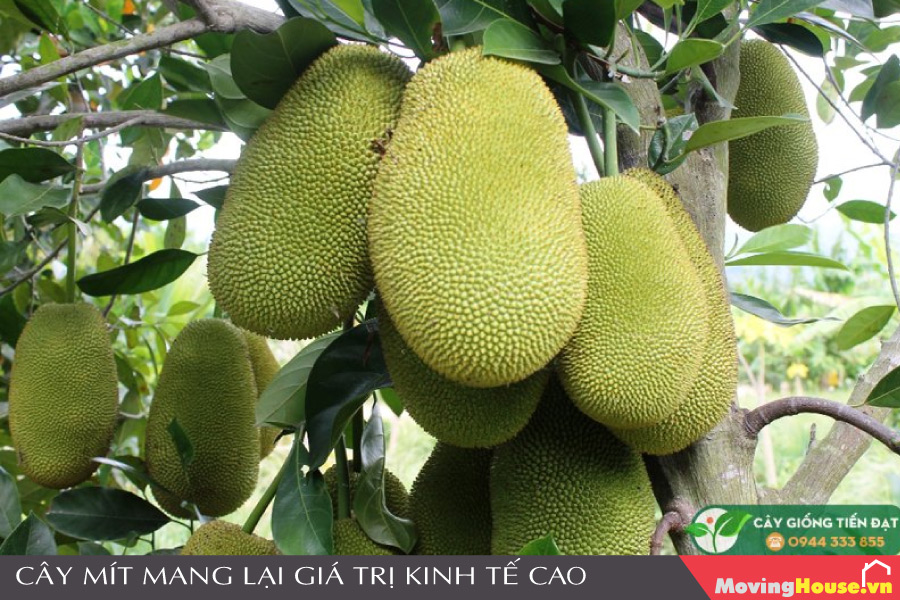 Trồng cây Mít mang lại giá trị kinh tế cao cho người nông dân