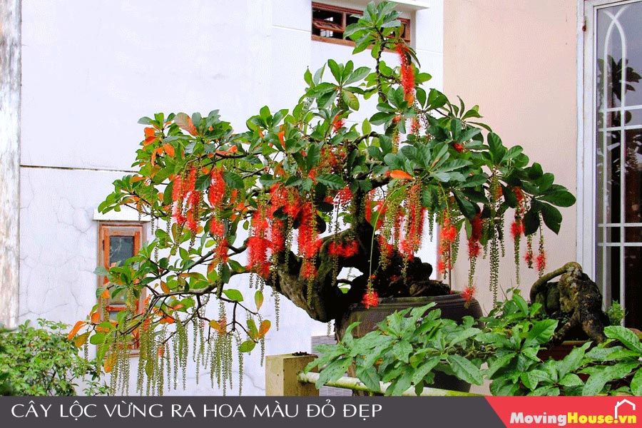 Cây Lộc Vừng ra hoa màu đỏ rất đẹp