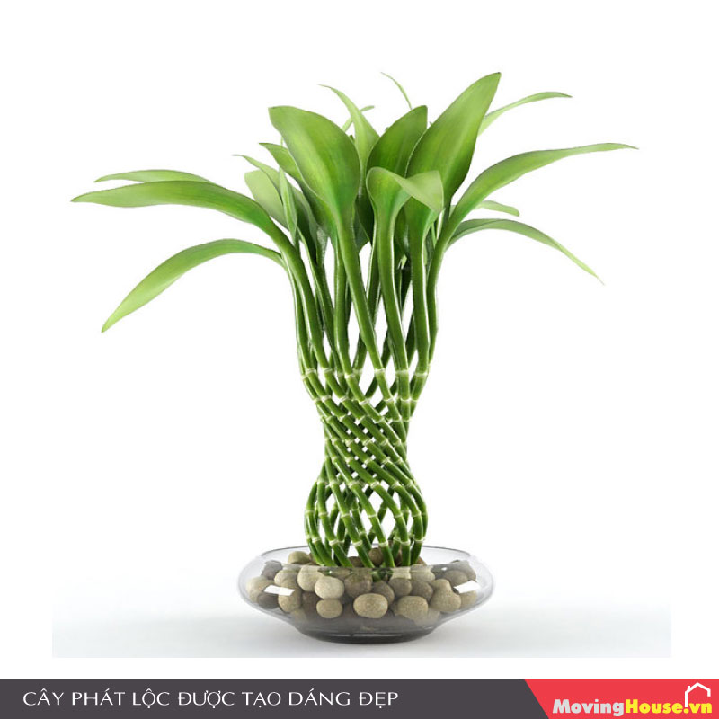 Cây Phát Lộc được tạo dáng đẹp