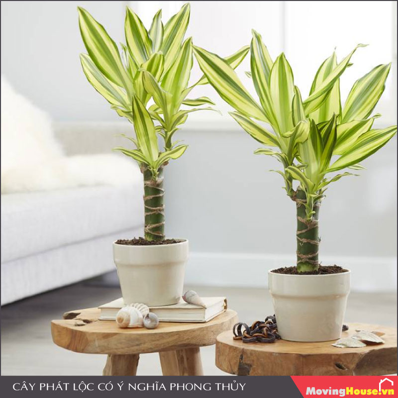 Cây Phát Lộc mang nhiều ý nghĩa phong thủy tốt lành