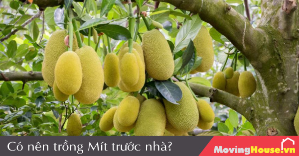 Có nên trồng cây Mít trước nhà không