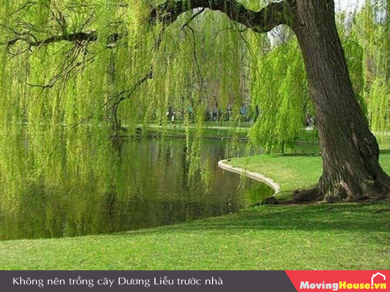 Không nên trồng cây Dương Liễu trước nhà