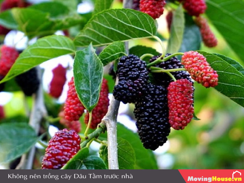 Không trồng cây Dâu Tằm trước nhà