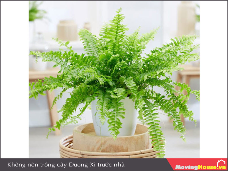 Không trồng cây Dương Xỉ trước nhà