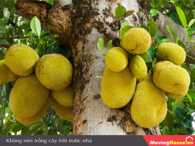 Không trồng cây Mít trước nhà
