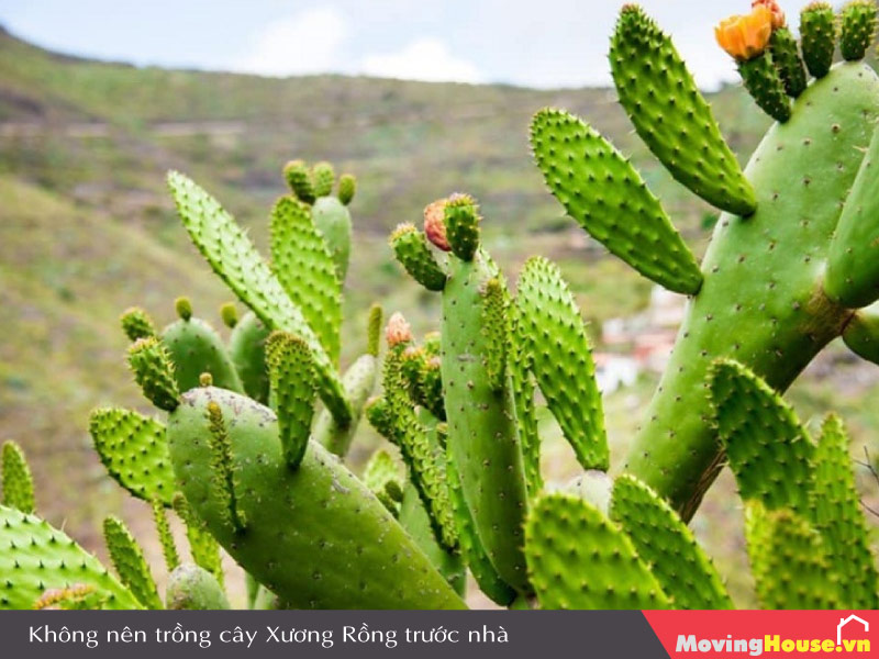 Không trồng cây Xương Rồng trước cửa nhà