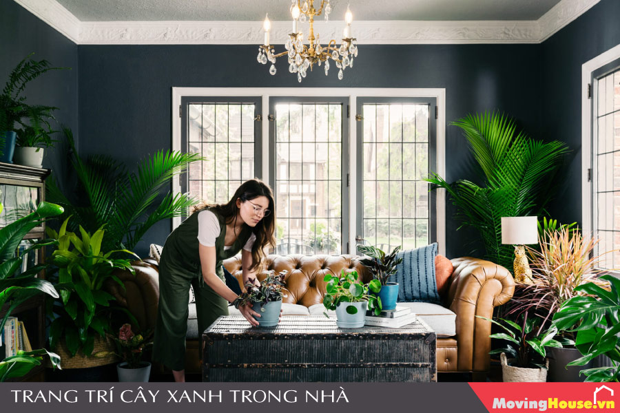 Cách trang trí cây xanh trong nhà đẹp
