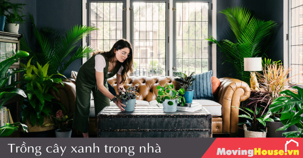 Trồng cây xanh trong nhà mang lại nhiều lợi ích