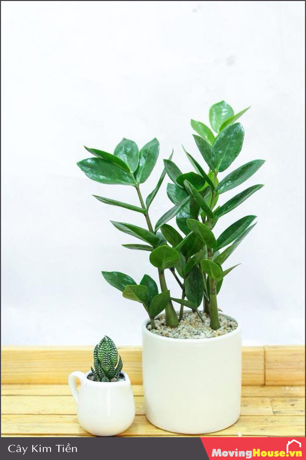 Cây Kim Tiền mang lại tài lộc khi trồng trong nhà