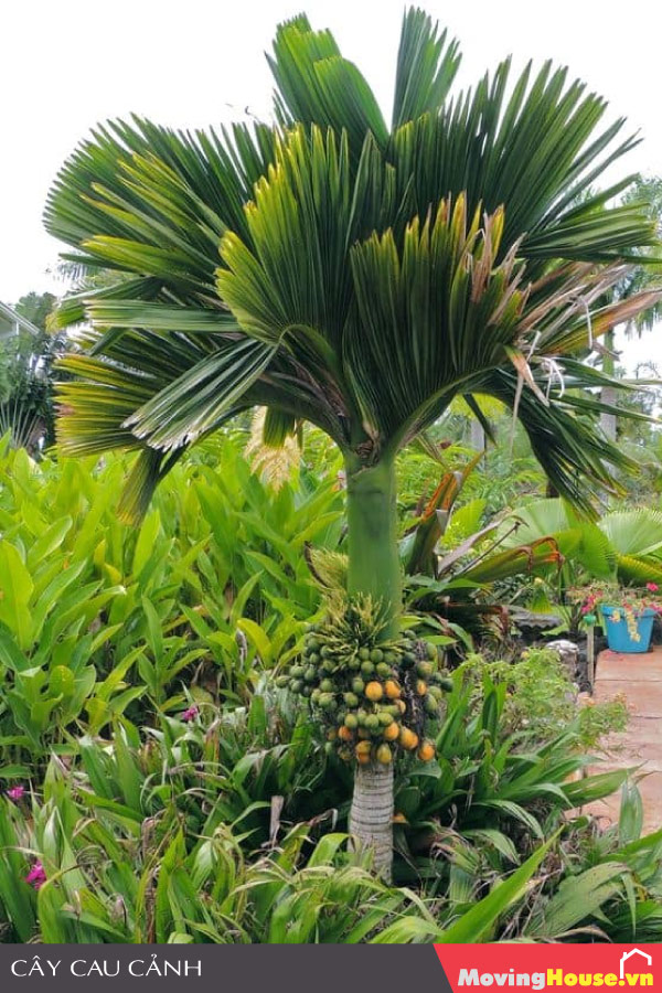 Cây Cau cảnh