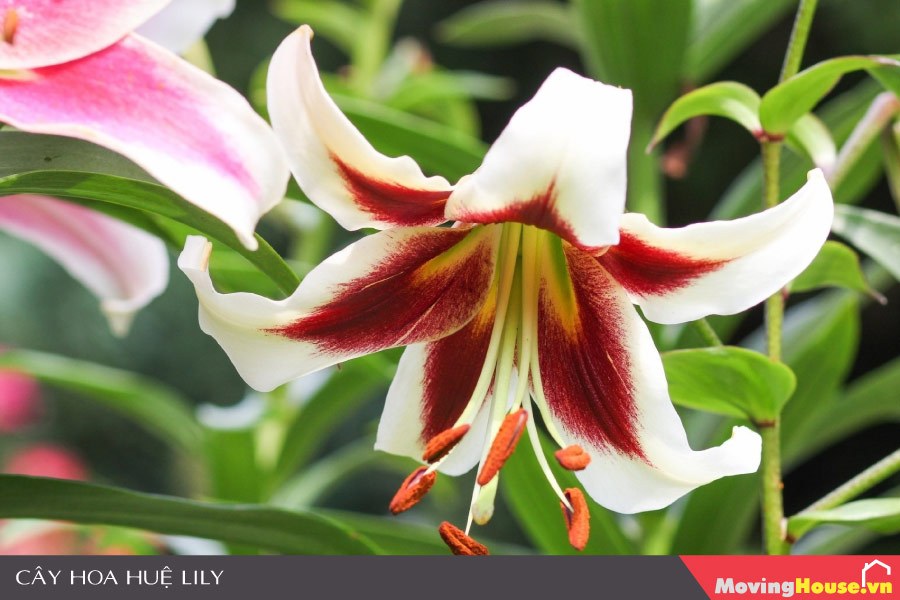 Những loại cây không nên trồng trước nhà - Cây Huệ Lily