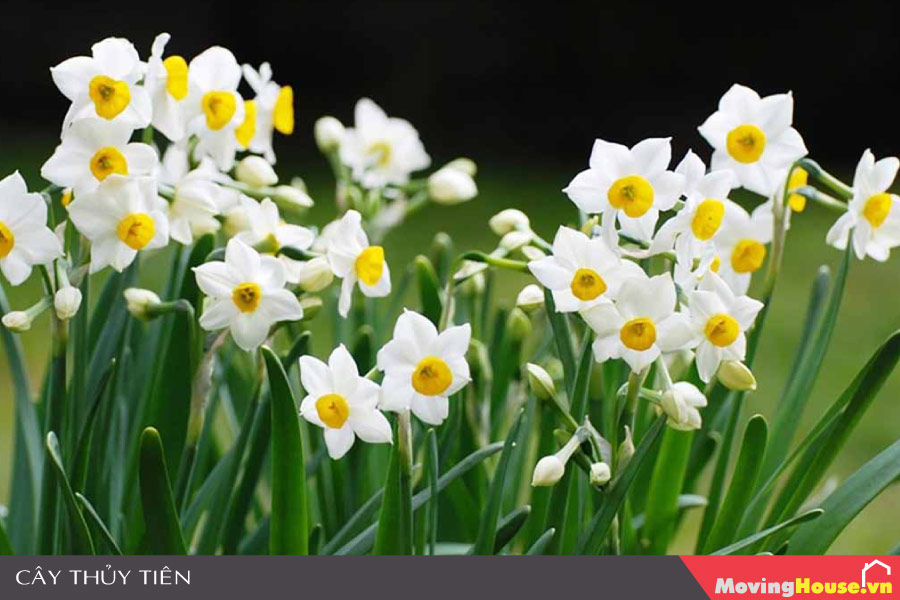 Không nên trồng cây Cây Thủy Tiên trong nhà