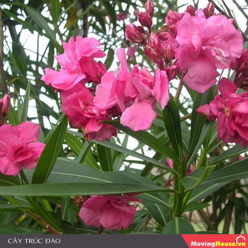 Cây Trúc Đào - cây kiểng trồng trong nhà có độc