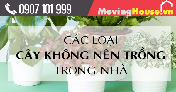 Danh sách các loại cây không nên trồng trong nhà