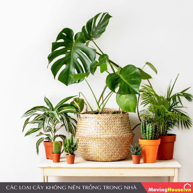 Một vài loại cây không nên trồng trong nhà