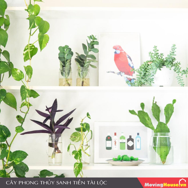 Tổng hợp các loại cây phong thủy sanh tiền tài lộc