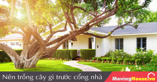 Trồng cây gì trước cổng nhà thì tốt