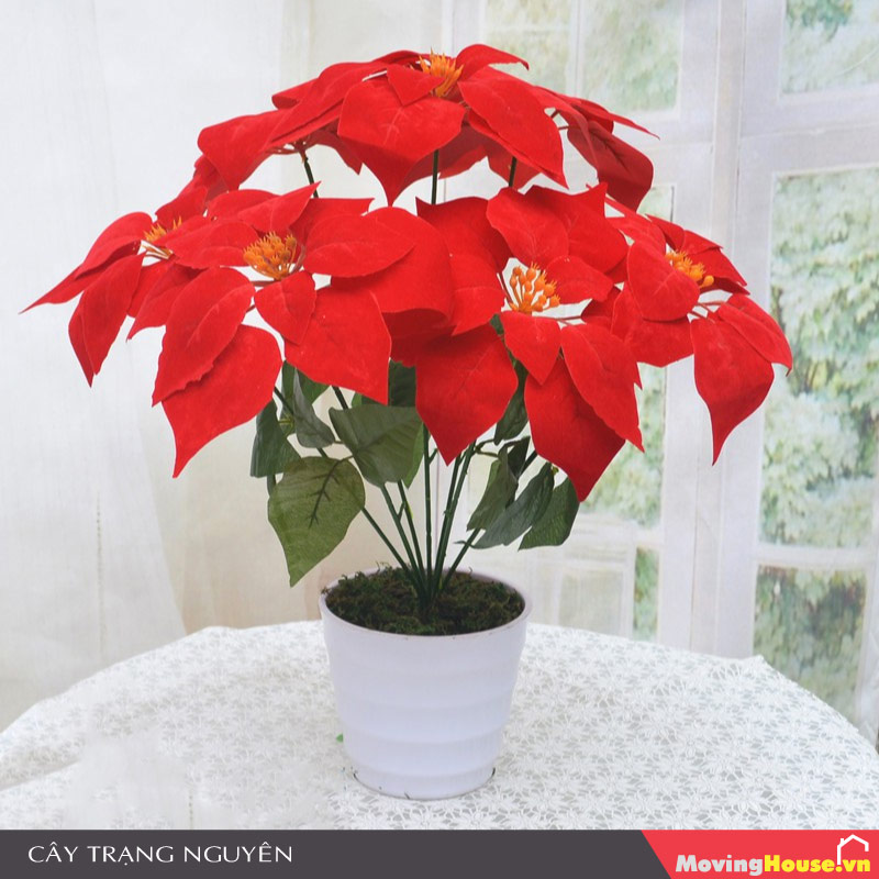 Những loại cây cấm kỵ trồng trong nhà - Cây Trạng Nguyên