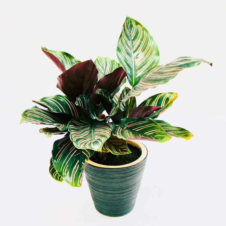 Cây đuôi phụng trồng trong nhà