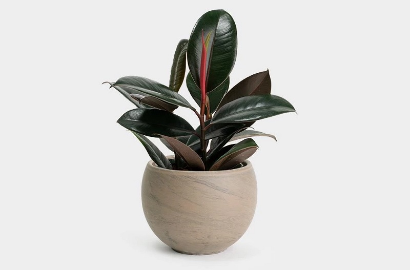 Cây búp đỏ - những loại cây trồng trong nhà không cần ánh sáng