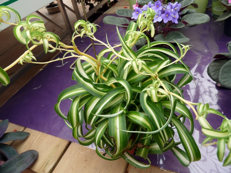 Cây nhện nên trồng trong nhà