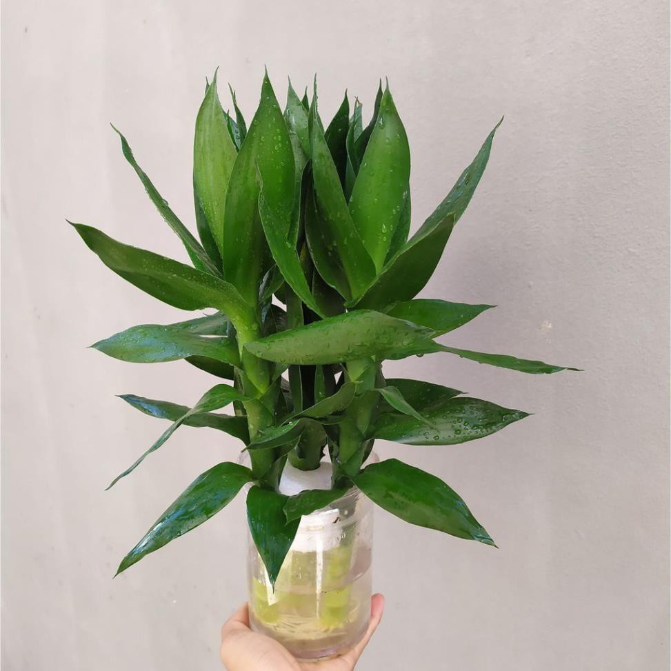 Cây phát tài búp sen