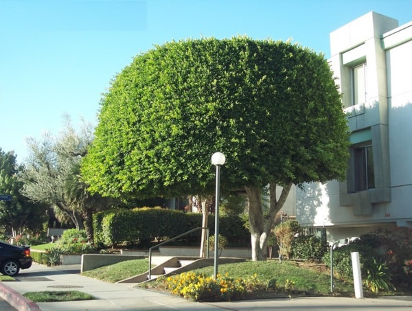 Có nên trồng cây si trước cửa nhà không