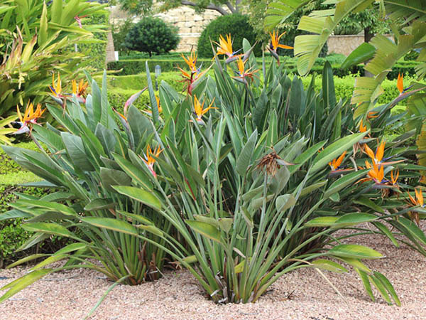 Cây thiên điểu không nên trồng trước nhà