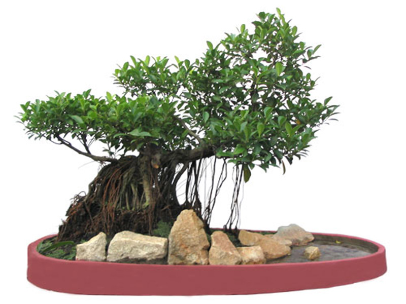 Nên trồng cây si ở đâu