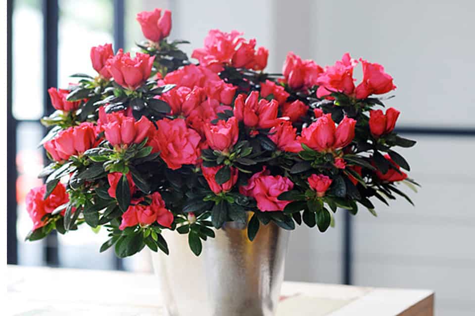 Các loại cây cảnh trồng trong nhà không tốt - Hoa Đỗ Quyên