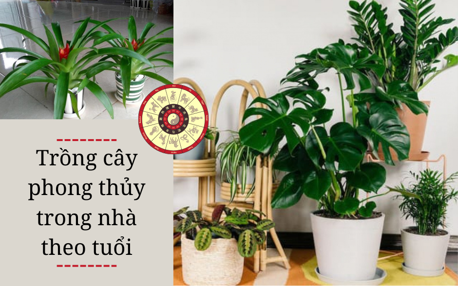 Trồng cây phong thủy trong nhà theo tuổi