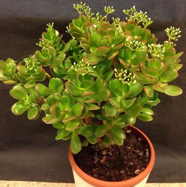 Những loại cây không cần ánh sáng mặt trời