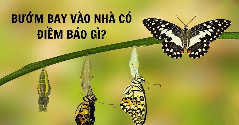 Bướm bay vào nhà là điềm gì