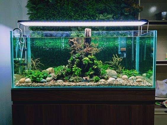 Lên kế hoạch vận chuyển bể thủy sinh