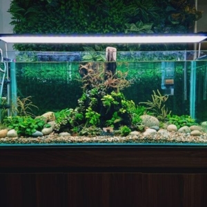 Lên kế hoạch vận chuyển bể thủy sinh